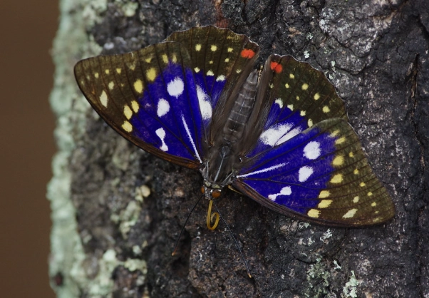 Sasakia charonda host plants