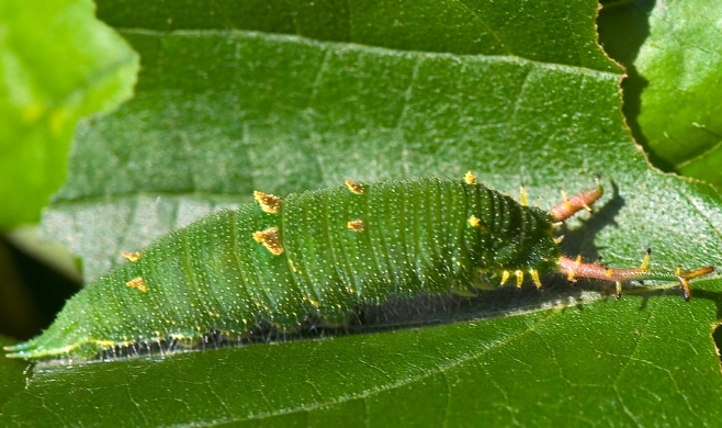 japanese emperor caterpillar