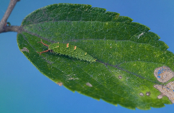 Sasakia charonda host plants