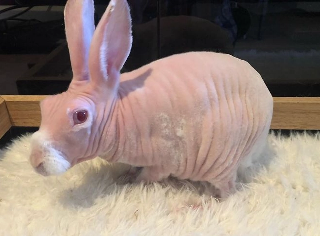 bald rabbit breed bald rabbit breed