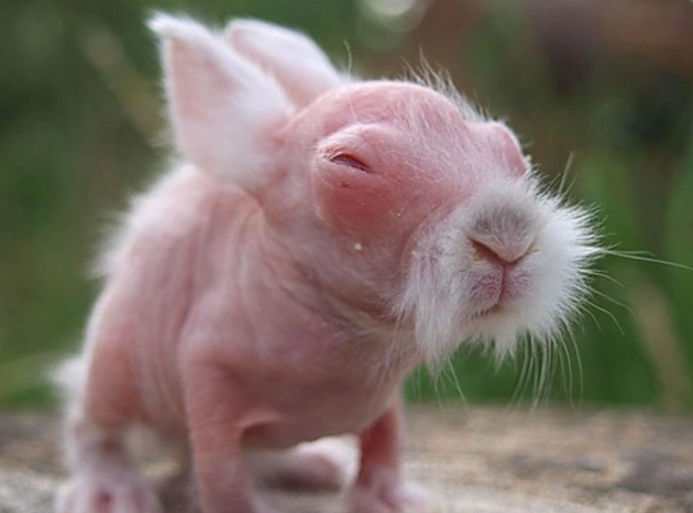 bald rabbit breed bald rabbit breed