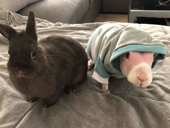 bald rabbit breed bald rabbit breed