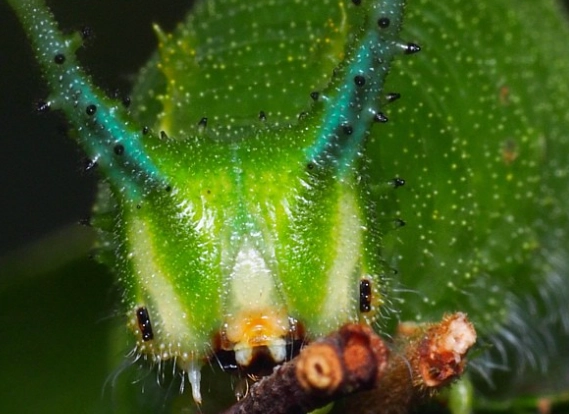 raising emperor moth caterpillars