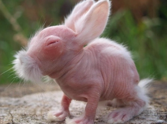 hairless rabbit care hairless rabbit care