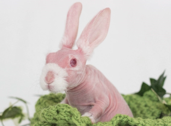 hairless rabbit care hairless rabbit care