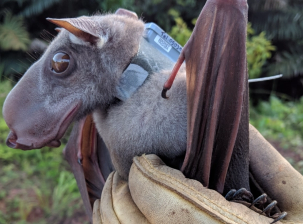 wrinkle-faced bat wrinkle-faced bat