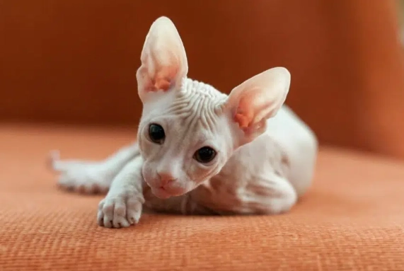 the most ugly cat in the world