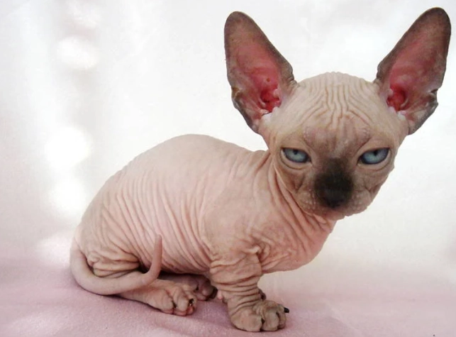 world's ugliest cat