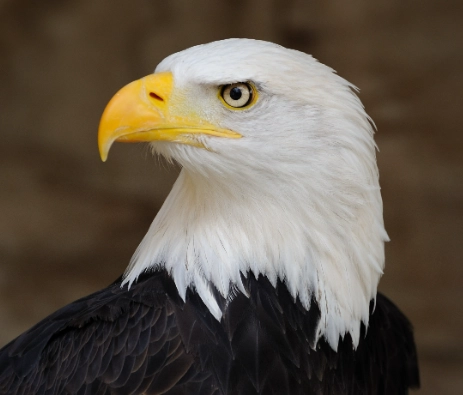 bald eagle facts bald eagle facts