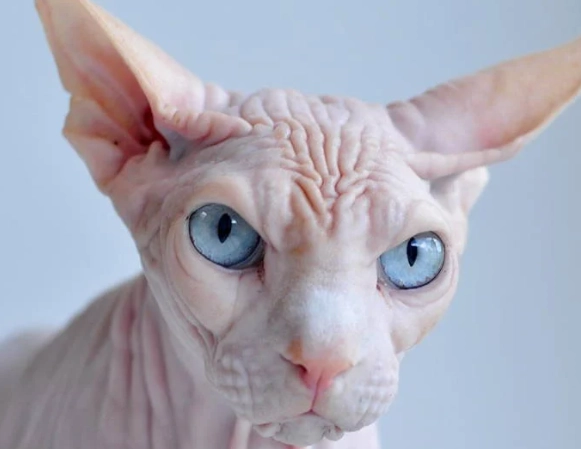 ugliest cat breeds