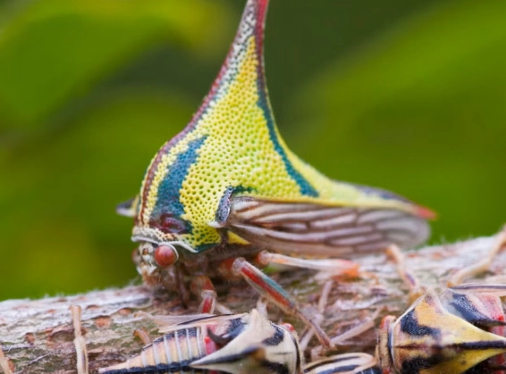 insect photography tips insect photography tips