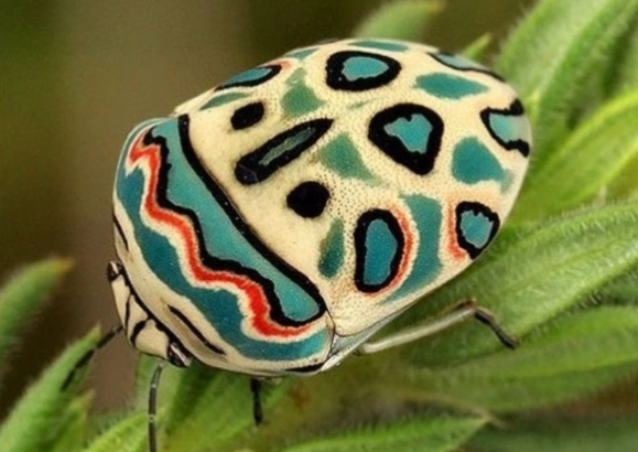 colorful bugs colorful bugs