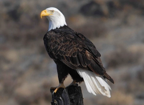 why are vultures bald why are vultures bald