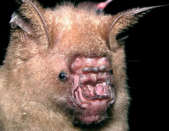 ugly bat