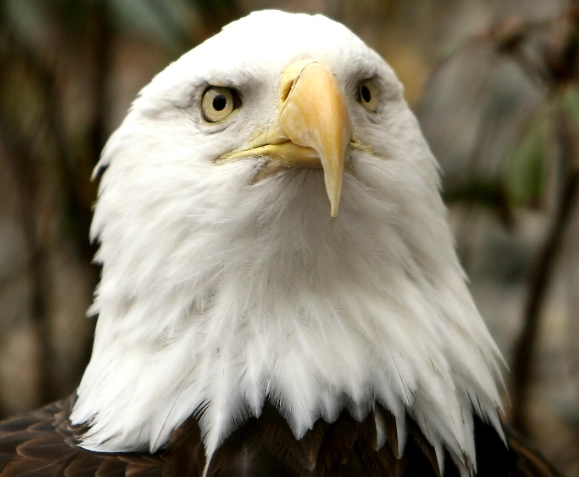 bald headed birds bald headed birds