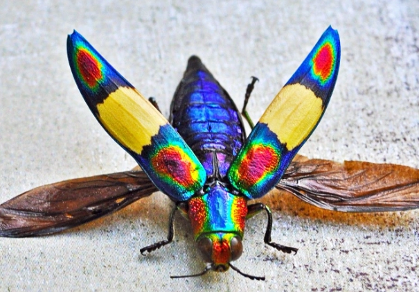 colorful bugs colorful bugs