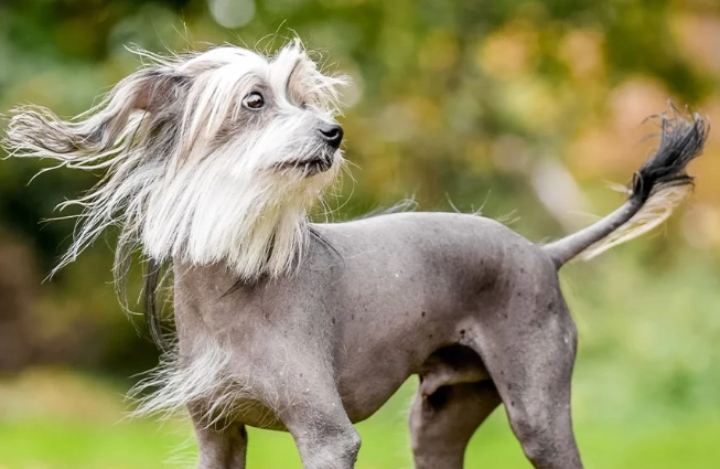 unique dog breeds