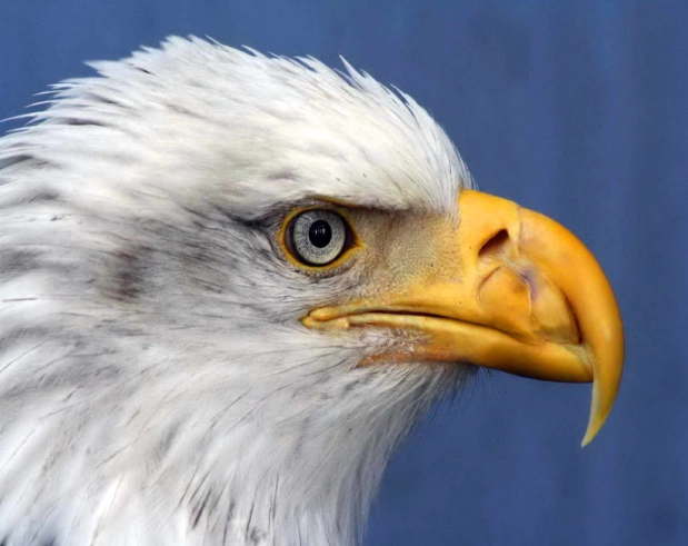 why are vultures bald why are vultures bald