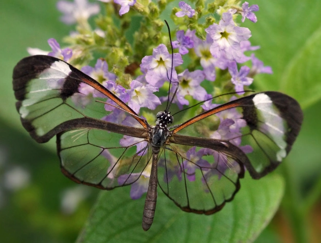 transparent butterfly transparent butterfly
