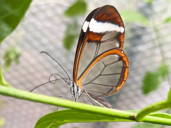 Greta oto facts Greta oto facts