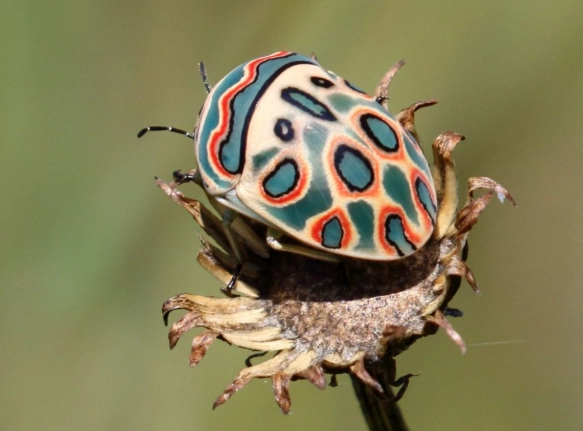 beautiful bugs