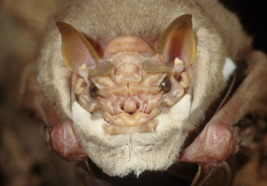 hammer-headed bat hammer-headed bat