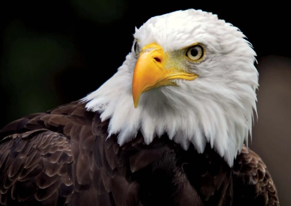 bald headed birds bald headed birds