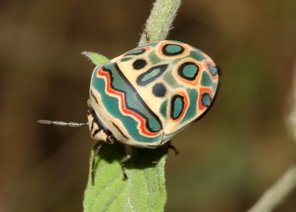 most beautiful insects most beautiful insects