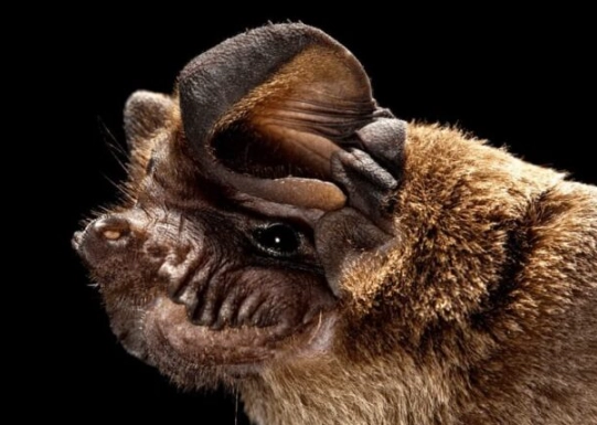 ugly bat species ugly bat species
