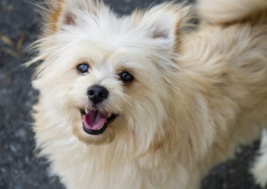 pomeranian and poodle mix