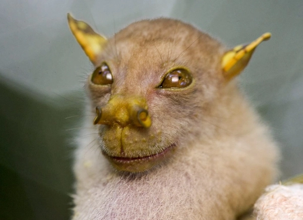 wrinkle-faced bat wrinkle-faced bat