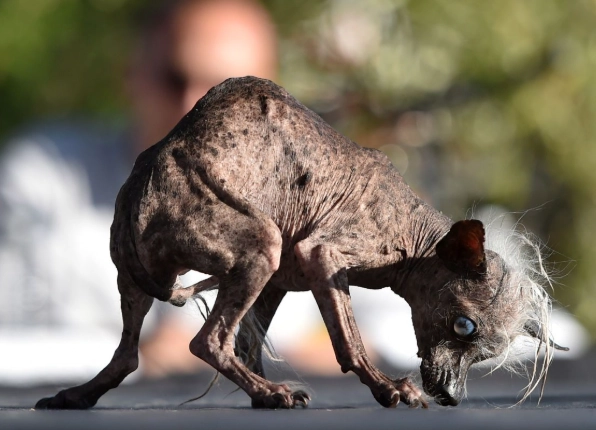 ugliest cat breeds