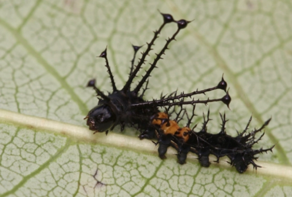 regal moth caterpillar