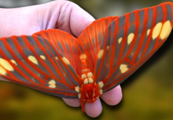caterpillar identification