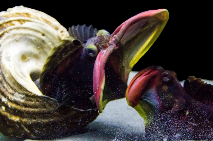 sarcastic fringehead fish sarcastic fringehead fish