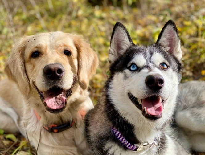 golden husky mix