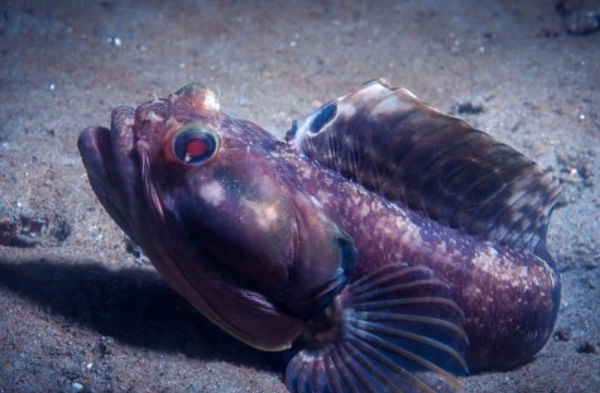 where to see sarcastic fringehead where to see sarcastic fringehead