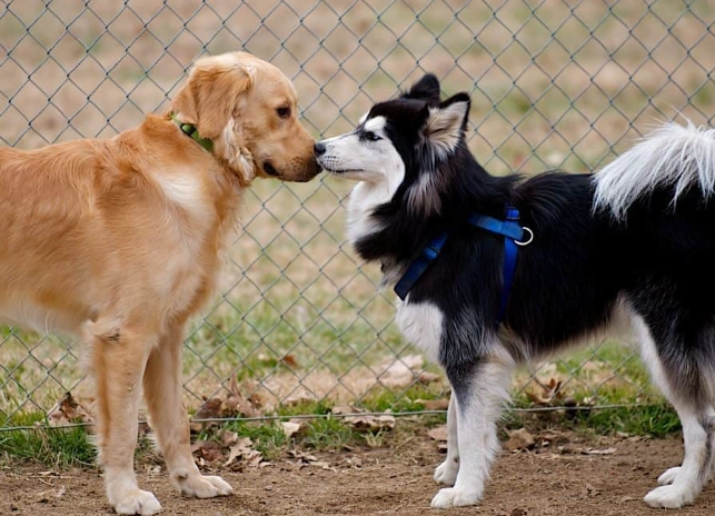 goberian dog goberian dog