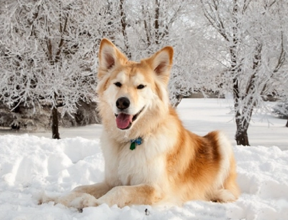 goberian dog goberian dog