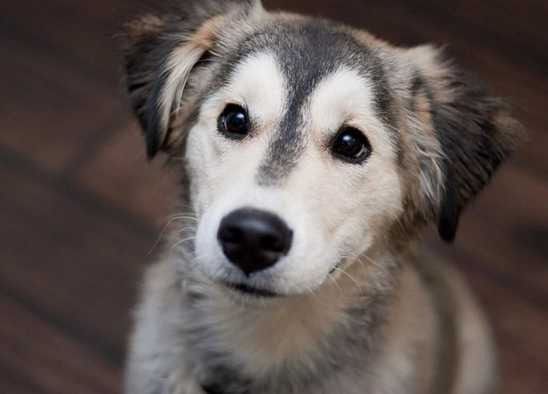 husky golden retriever mix husky golden retriever mix