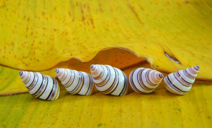 candy cane tree snail