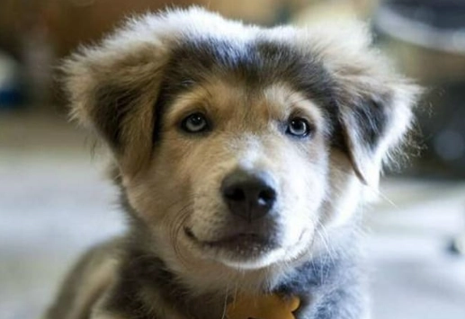 golden husky temperament