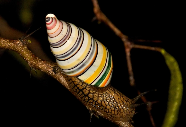 candy cane tree snail