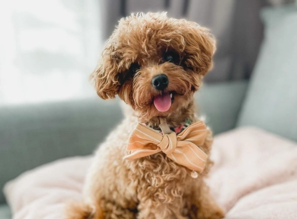 pomeranian vs poodle comparison pomeranian vs poodle comparison