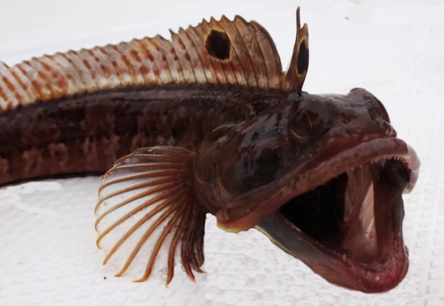sarcastic fringehead fish sarcastic fringehead fish