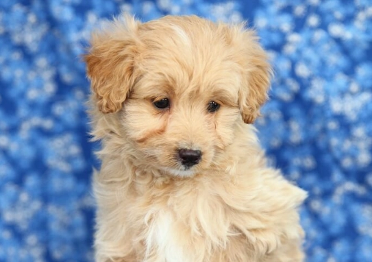 best small family dogs best small family dogs