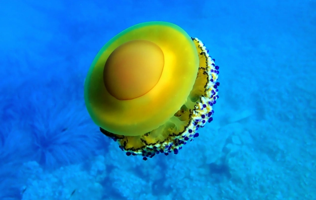 jellyfish lifecycle jellyfish lifecycle