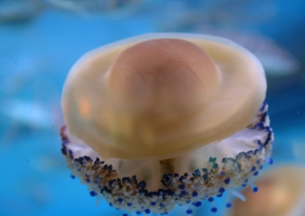 jellyfish lifecycle jellyfish lifecycle