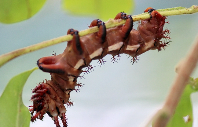 regal moth caterpillar