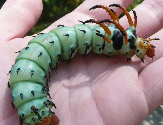 hickory horned devil caterpillar